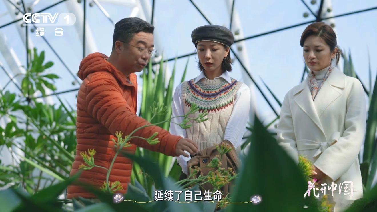 龙舌兰一生只开一次花 想了解龙舌兰不为人知的一面吗？花开中国本期节目将为你揭秘！