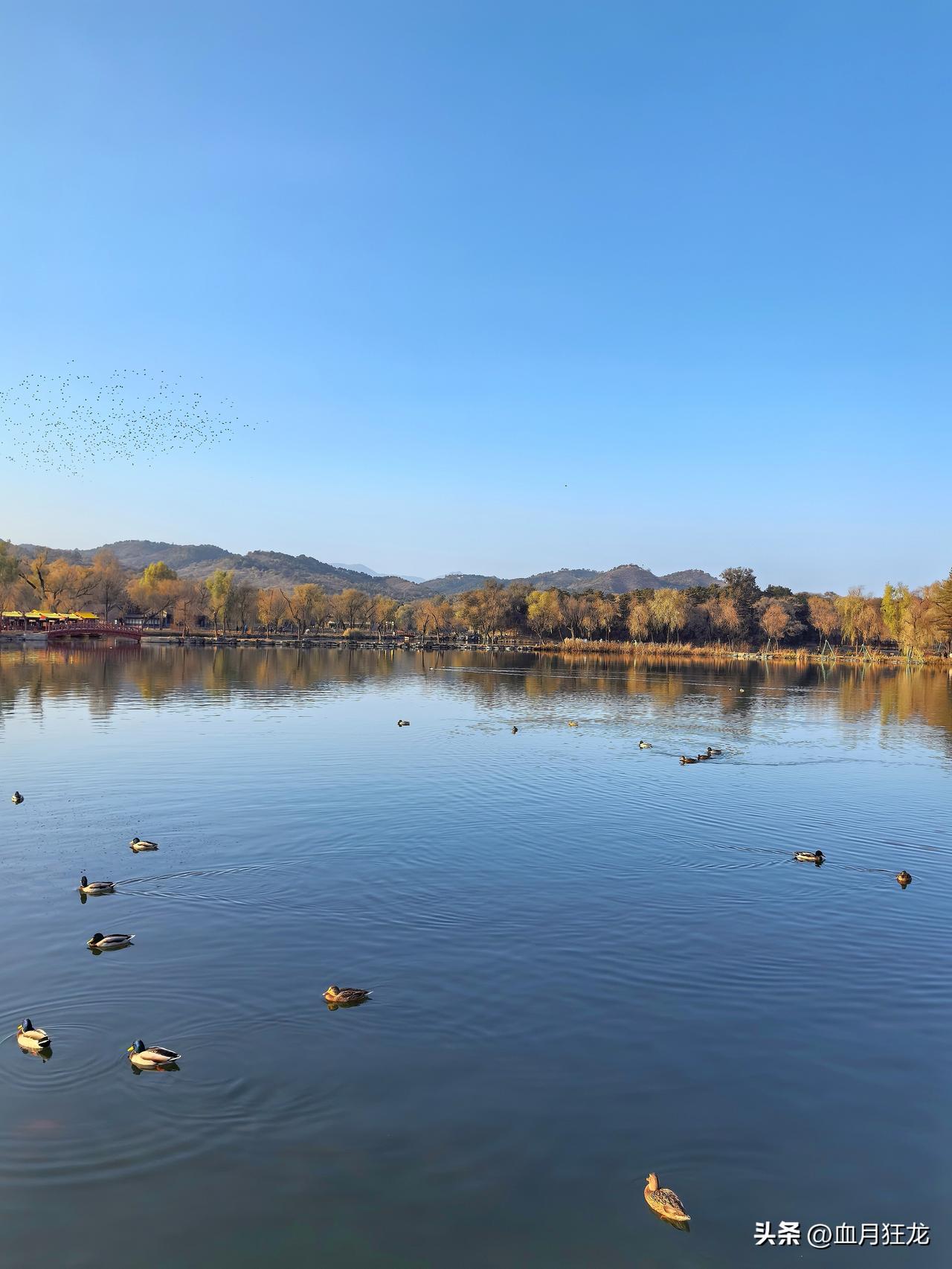 东方开始买小鹰大豆，有人说东方输了？

东方确实订了18万吨大豆，但是这是小鹰那
