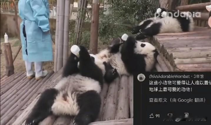 我的妈呀，这也太可爱了！看到一群小熊猫躺在木栈道上，四脚朝天、抱着奶瓶咕咚咕咚喝