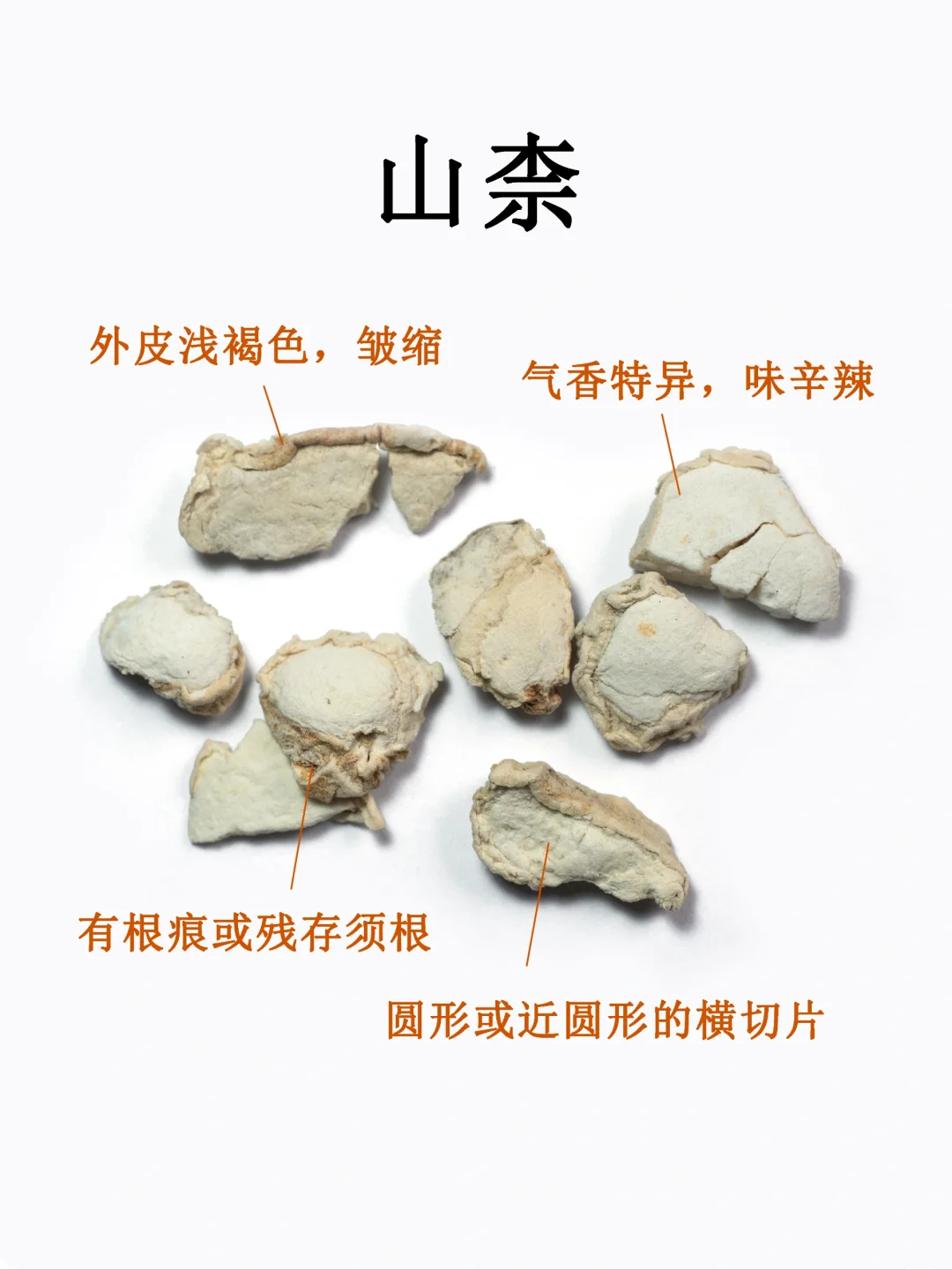 中药图鉴｜山柰