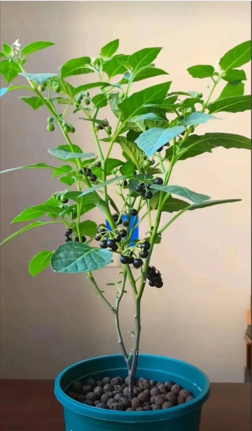 有位网友说他种的蓝莓结果了，但这果太小了，也不是蓝莓的味道，发来图片我一看太好笑