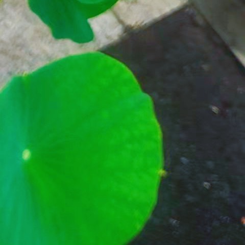 早安   ₇.₁  ꒰ᐢ⸝⸝•༝•⸝⸝ᐢ꒱ 🪁夏一站：☄️七月🌿🍃◡̈ ℎ