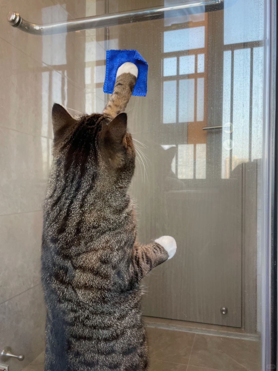 这年头，愿意主动做家务的猫咪不多了！
