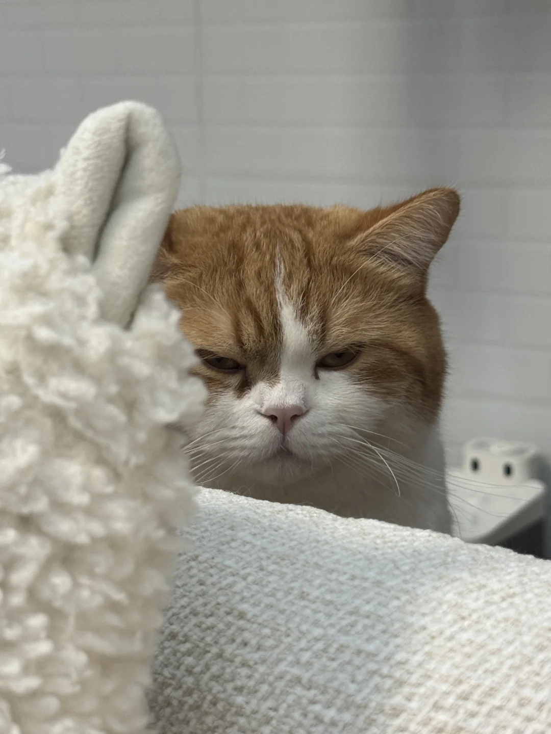 当他按了八百次吃饭