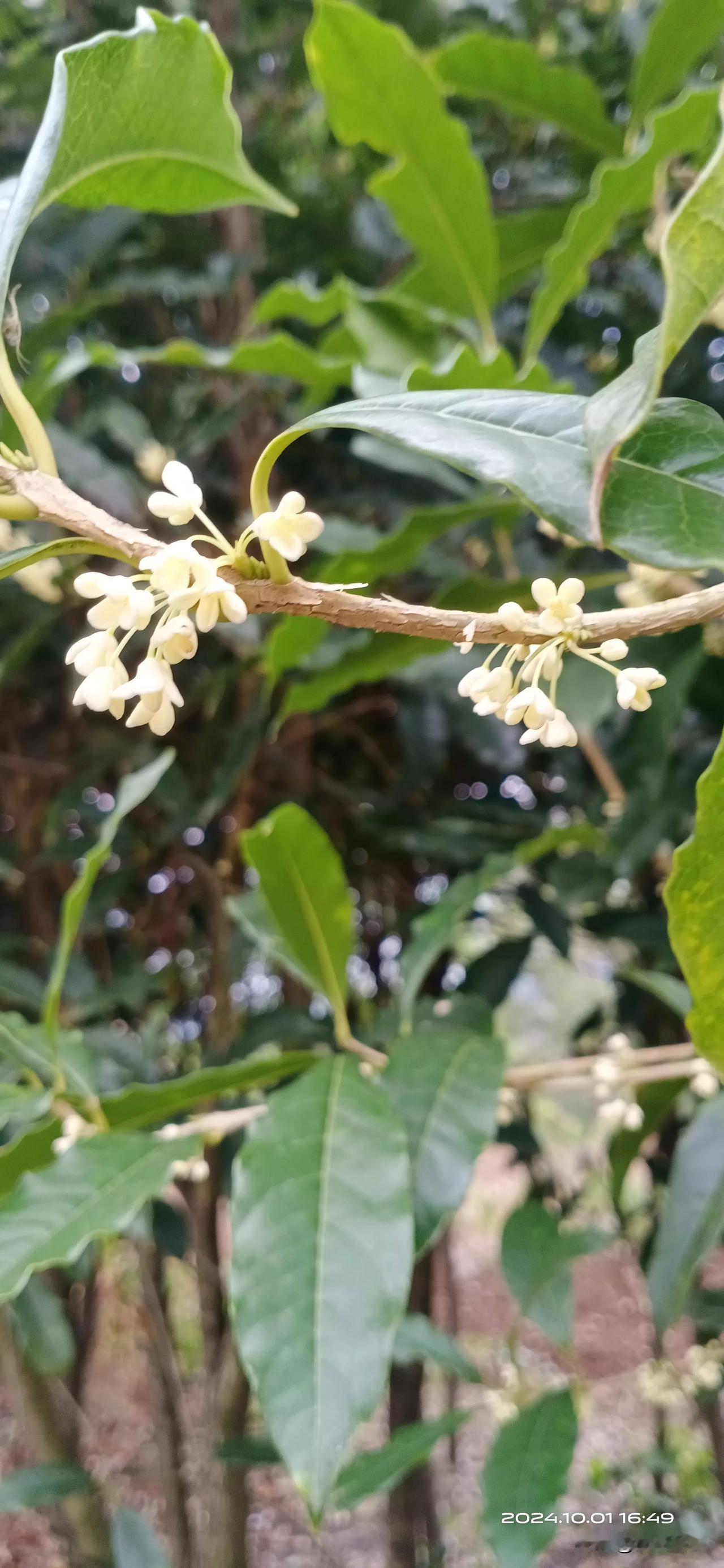 迟来的桂花
今年的桂花虽然开的有点晚，但花香丝毫不比往年的差。
远远的就闻见了桂