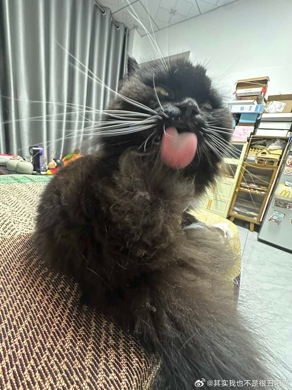 49247【丑猫】舔毛中勿扰 