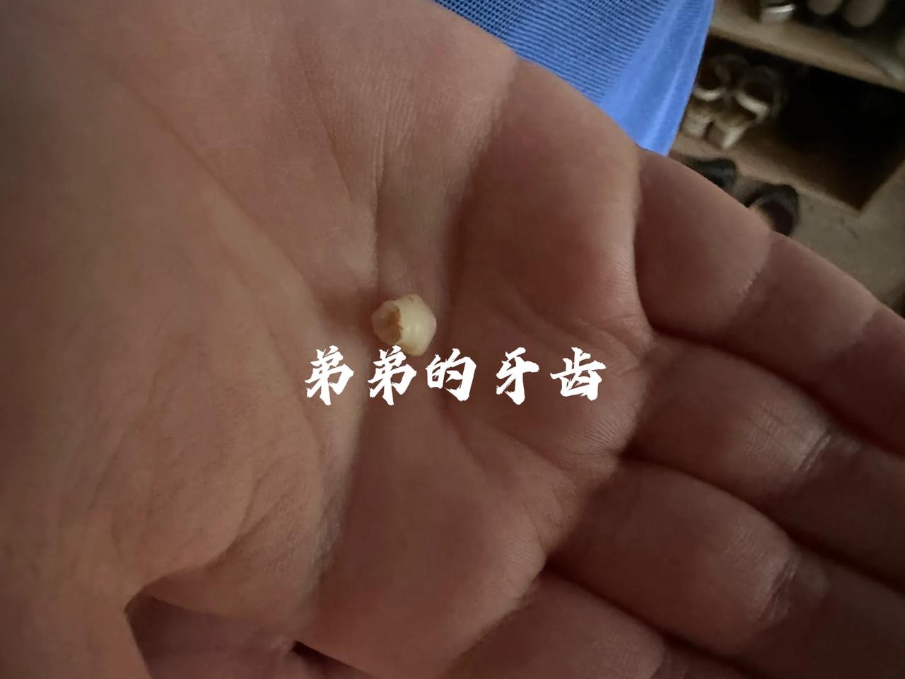 （1088）：孩子，早上好。前天弟弟又掉牙了，他小心把牙齿包裹起来，带回家泡到了
