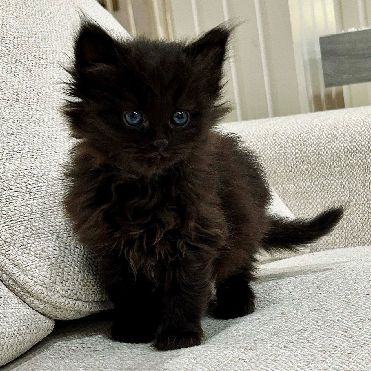 那么，周一老规矩领取你的止痛修猫#周一##猫# ​​​