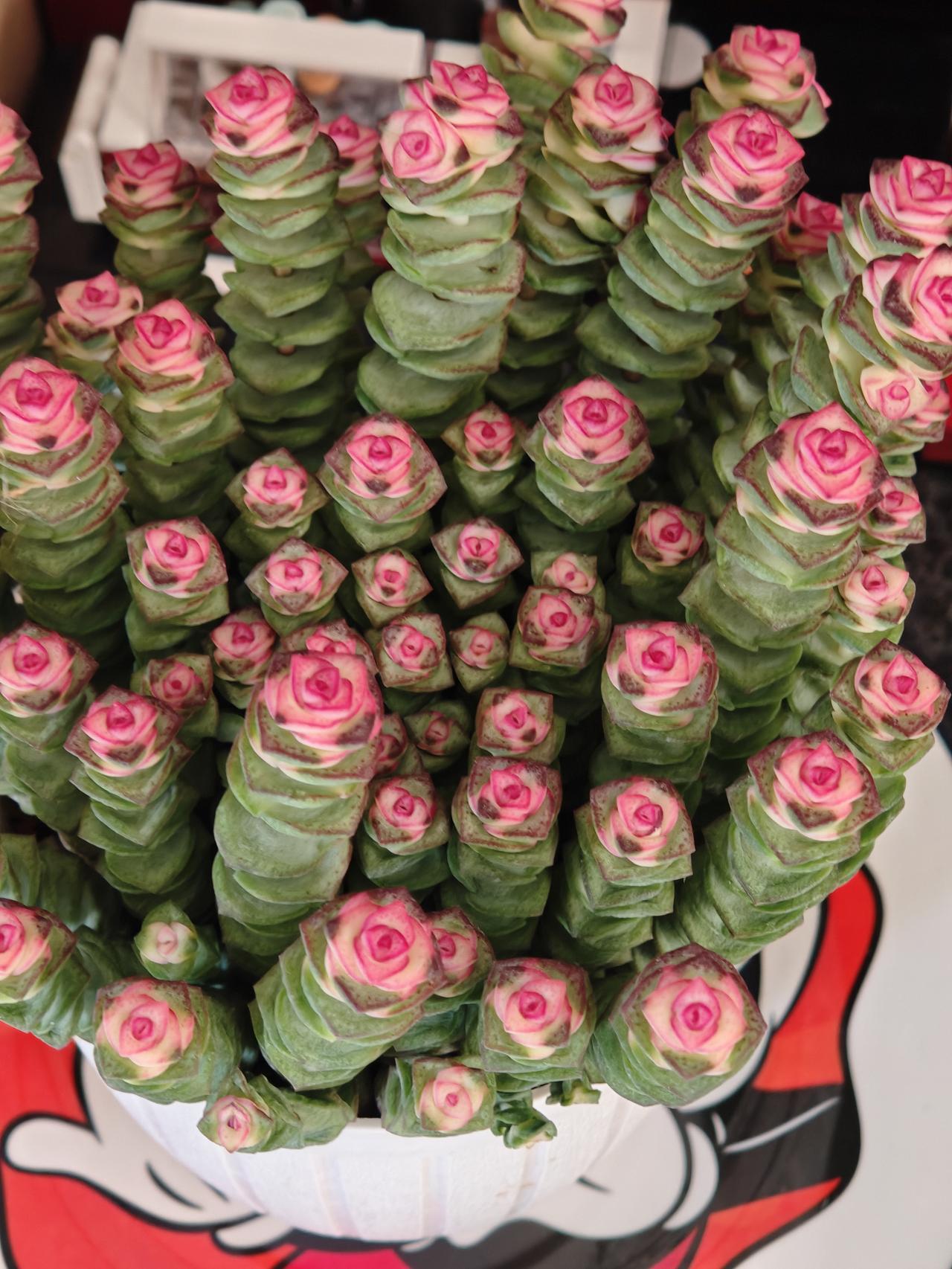 只要逛中东城市广场负一楼，总会来卖花的地方看一看，这钱串子上面的色彩咋这么好看呢