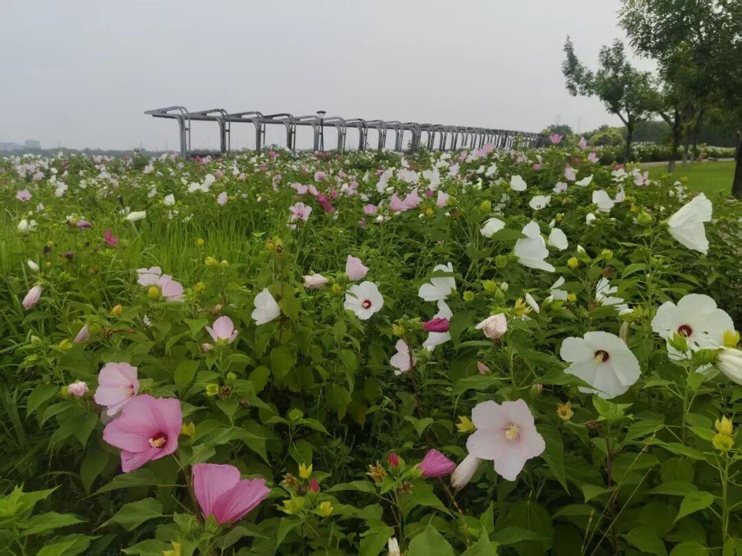 【石家庄滹沱河畔大花秋葵绚烂绽放】盛夏蝉鸣阵阵，石家庄滹沱河生态区绿意盎然、繁花