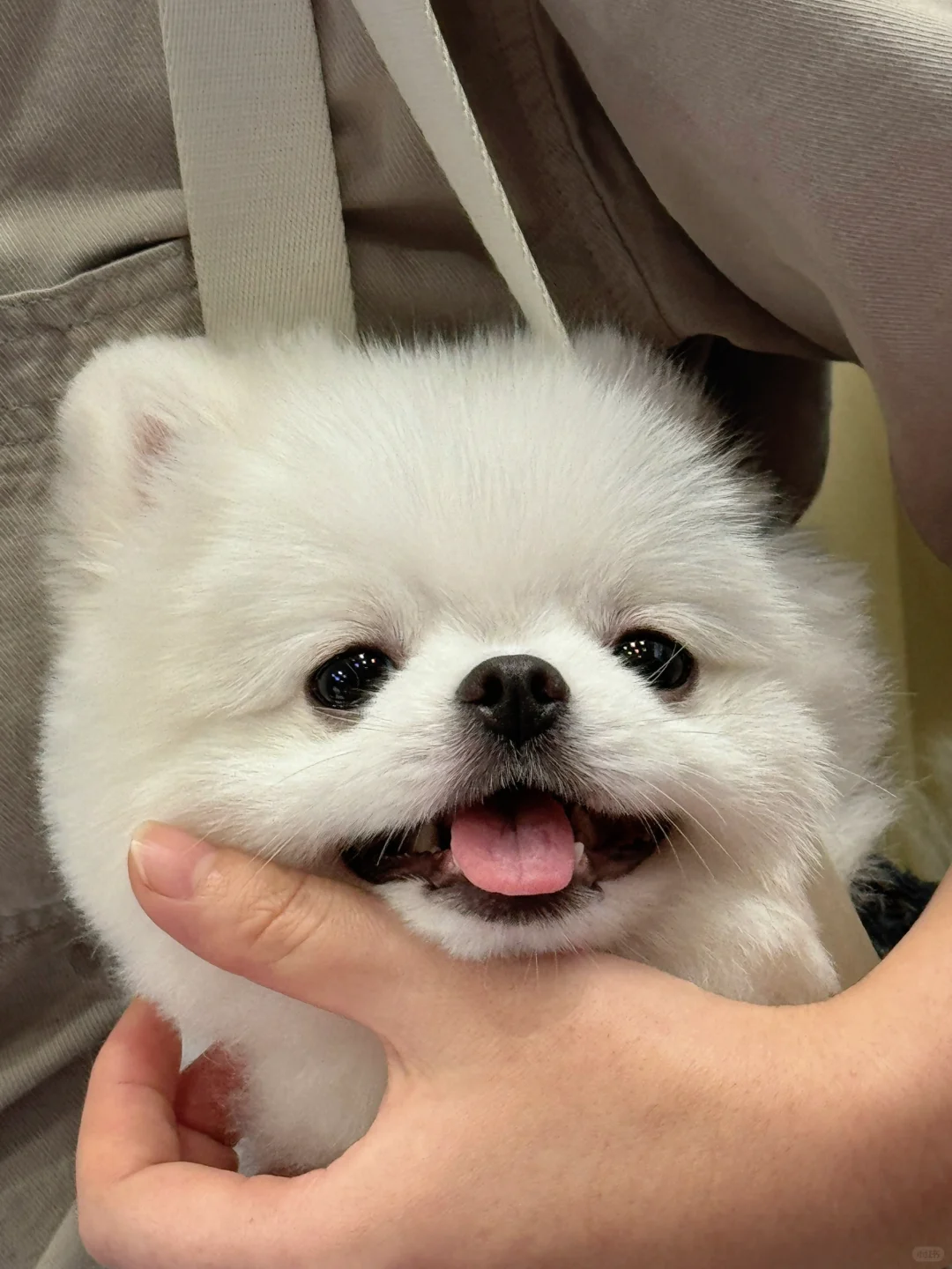 长了双狗狗眼👻