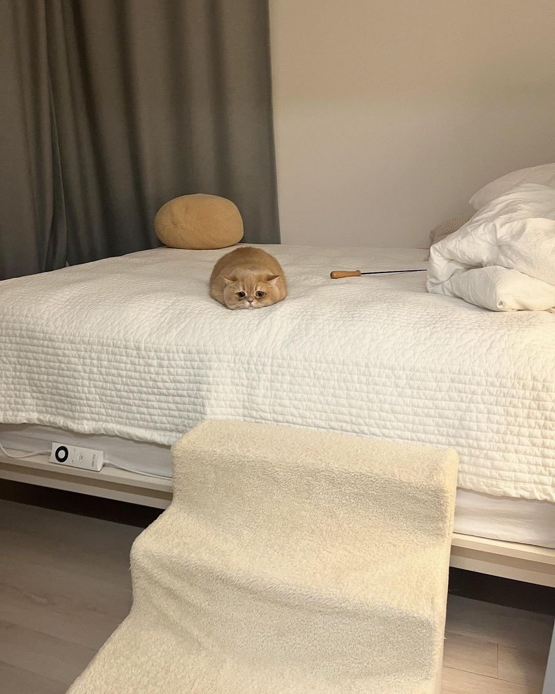 猫猫委屈。 ​ ​​​