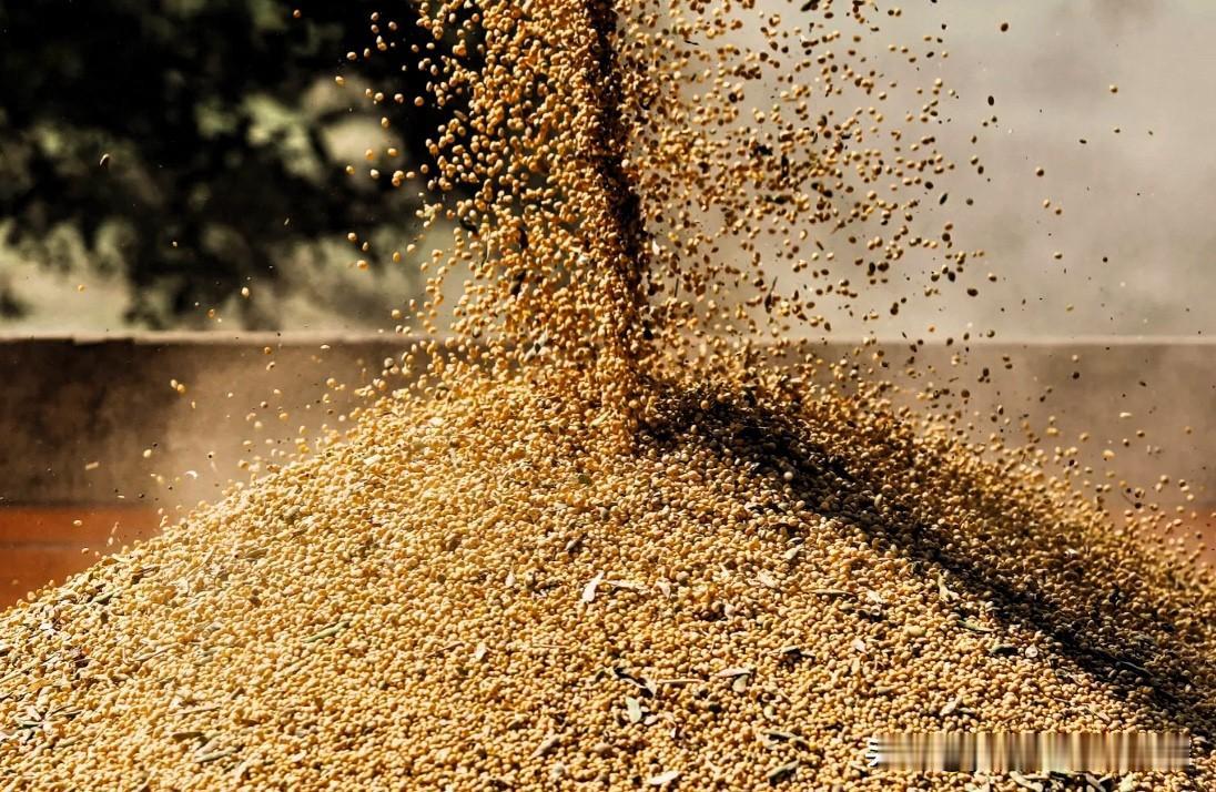 【美国大豆最大买家有望回归】
    今年9月份，我国大豆总进口量为1287万吨