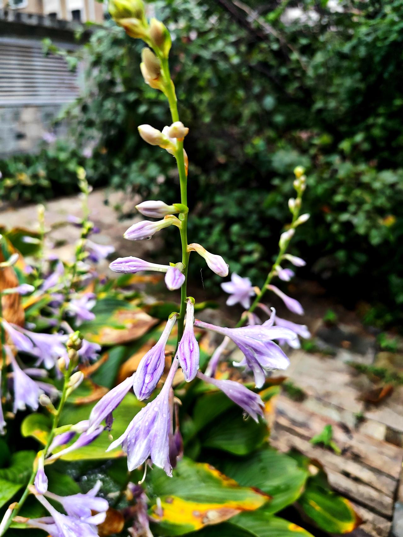 夏日盛开的《玉簪花》
   玉簪花别名白鹤花，中国传统名花，素有江南第一花之称，