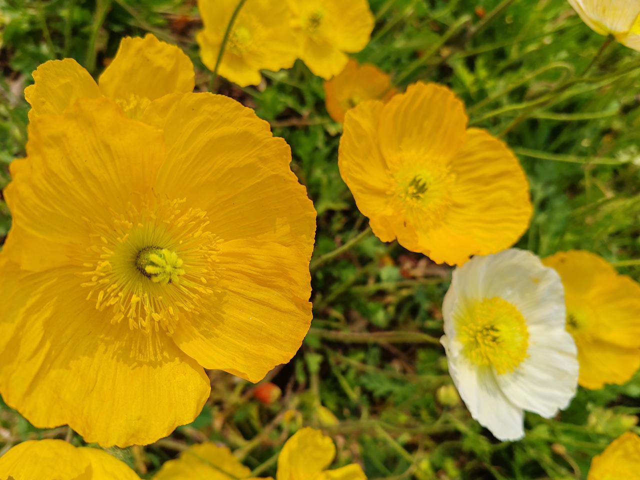 晒图笔记大赛春天的随手拍。