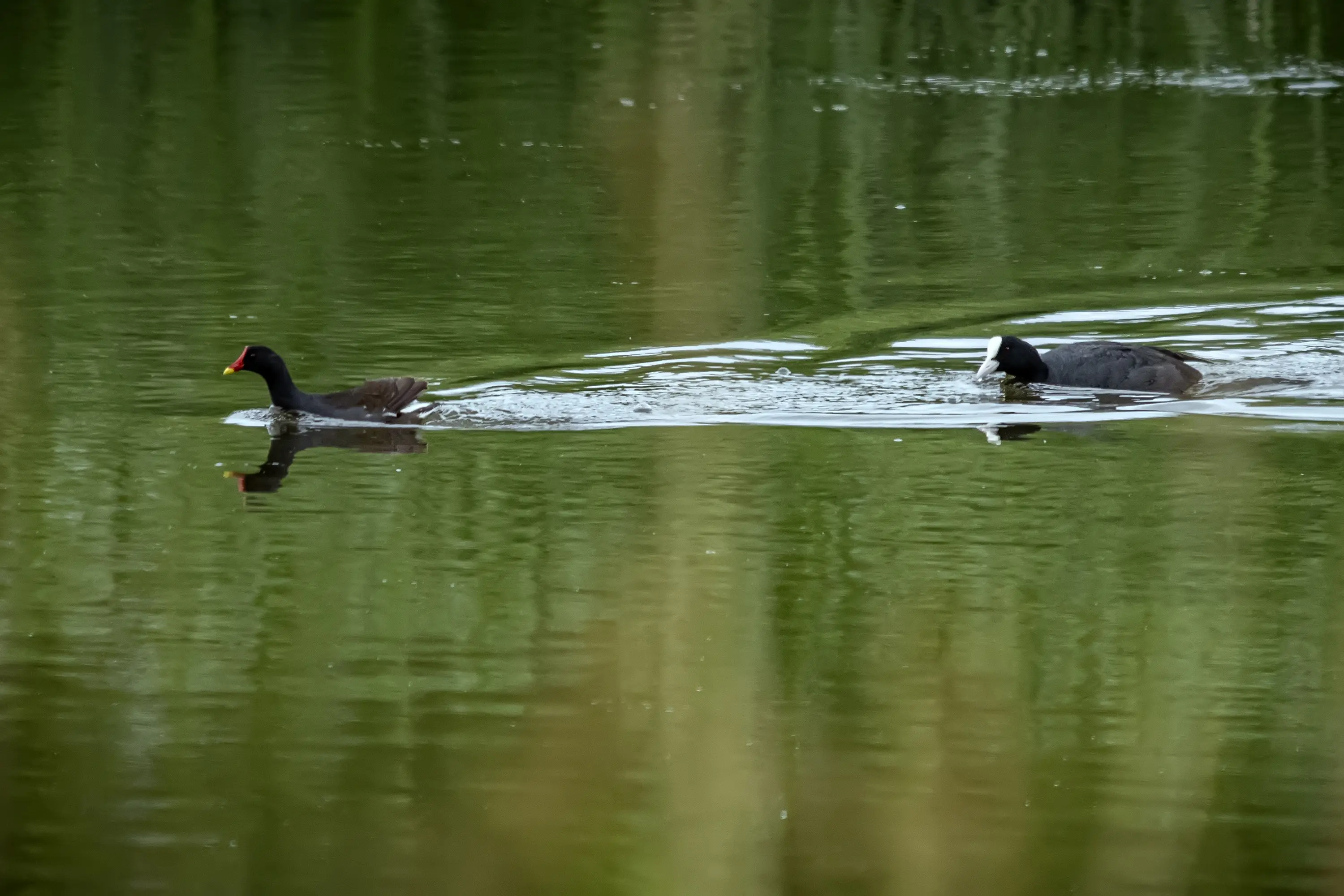长焦观鸟---被白骨顶霸凌的黑水鸡。黑水鸡，常栖息于富有芦苇和水生挺水...