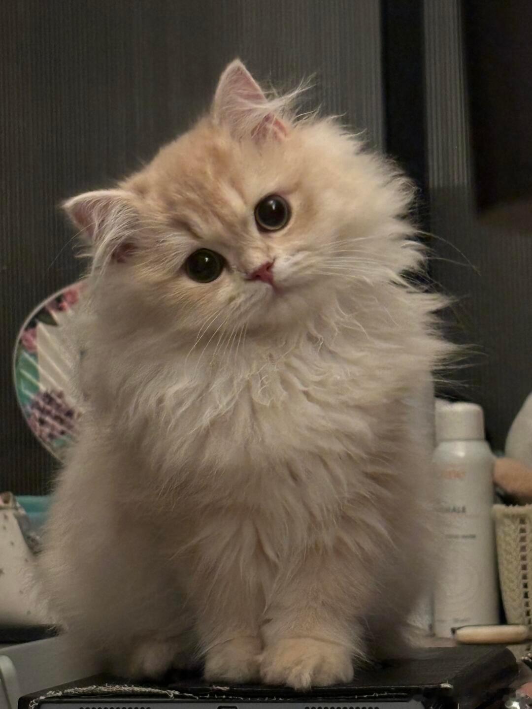 又是被小喵🐱的歪头杀萌坏的一天[熊猫][熊猫]#晒快乐挑战# ​​​