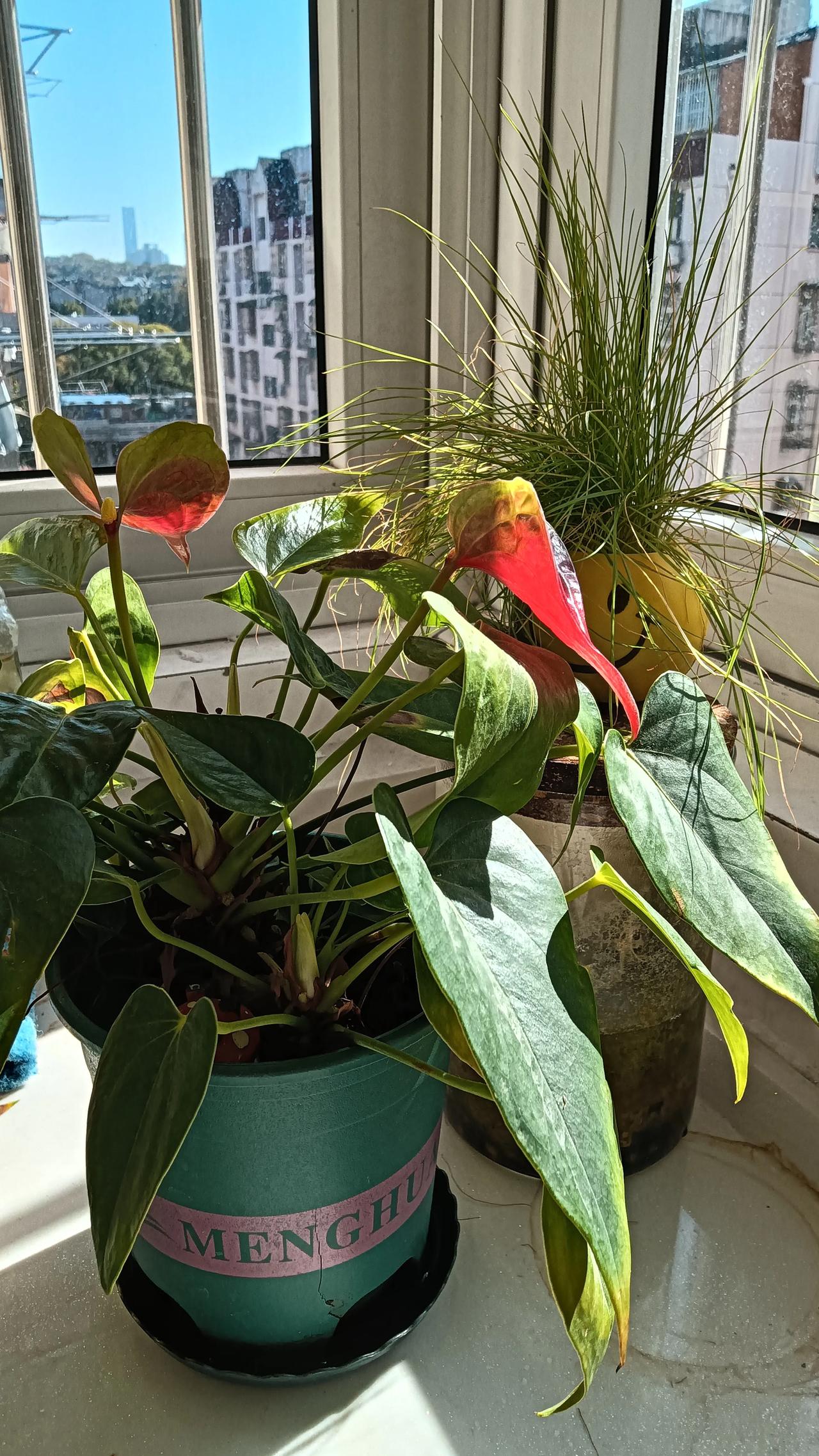 我的种花历史很长 ，从结婚到现在少说也有几十年。种过的品种也是五花八门，对花我是