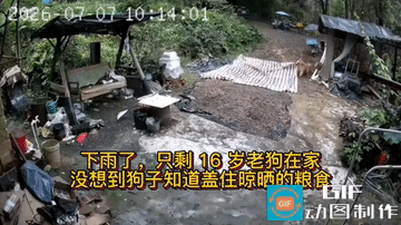 网友震惊了:广东河源，家里人都去地里干活了，只剩16岁的老狗在家看家。门口地板上