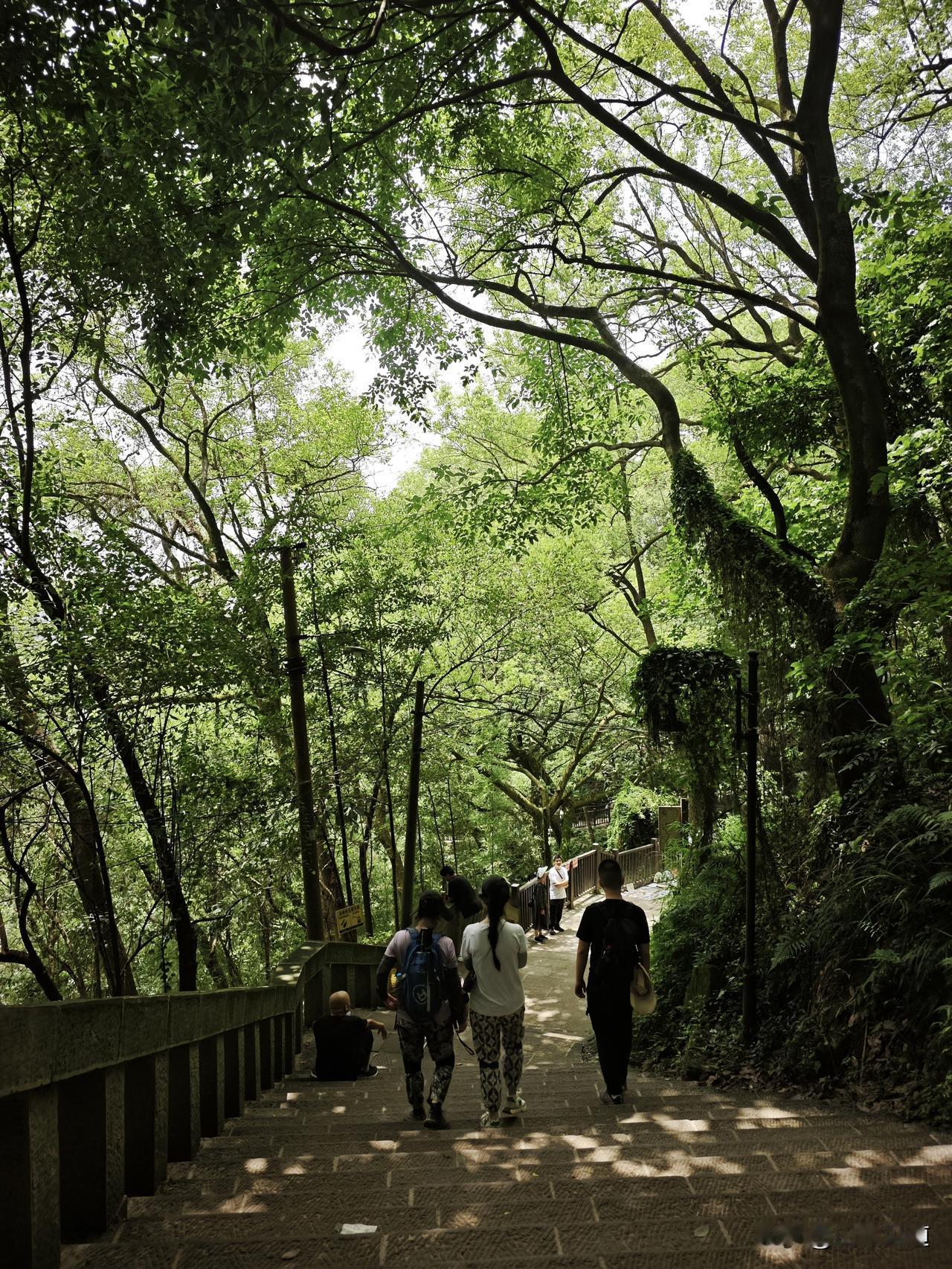 周末爬山，重庆南山乱逛。
轨道上浩站起，从前驱路过敦厚坡，走杨家山舍身崖步道上山