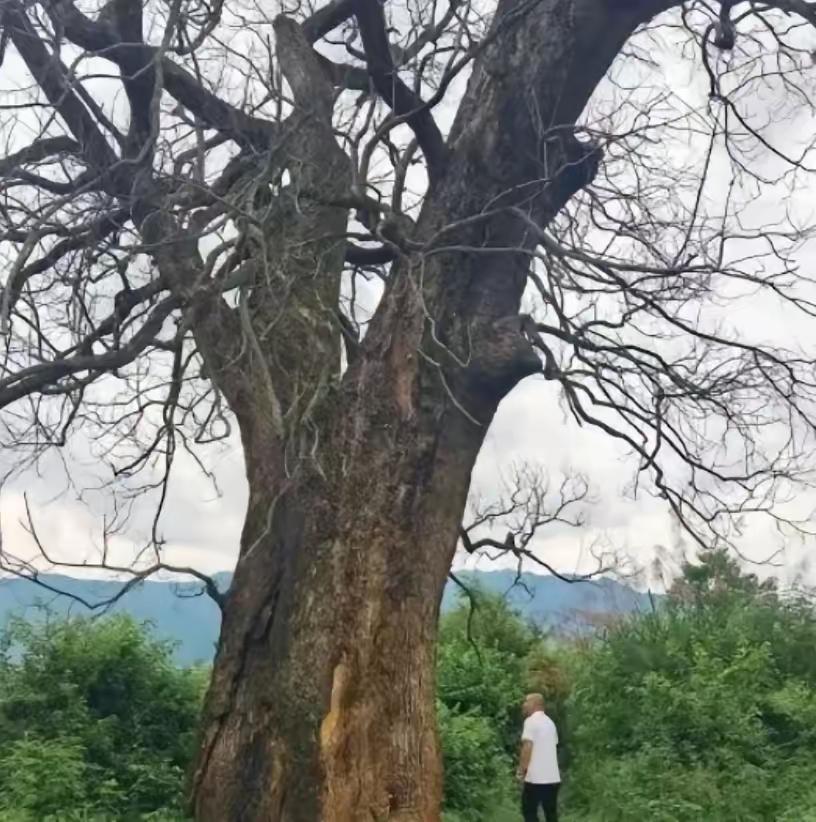 这真是纯属巧合吗？
江西赣州多个村庄的百年古樟树短期内接连“暴毙”，树刚枯就有老