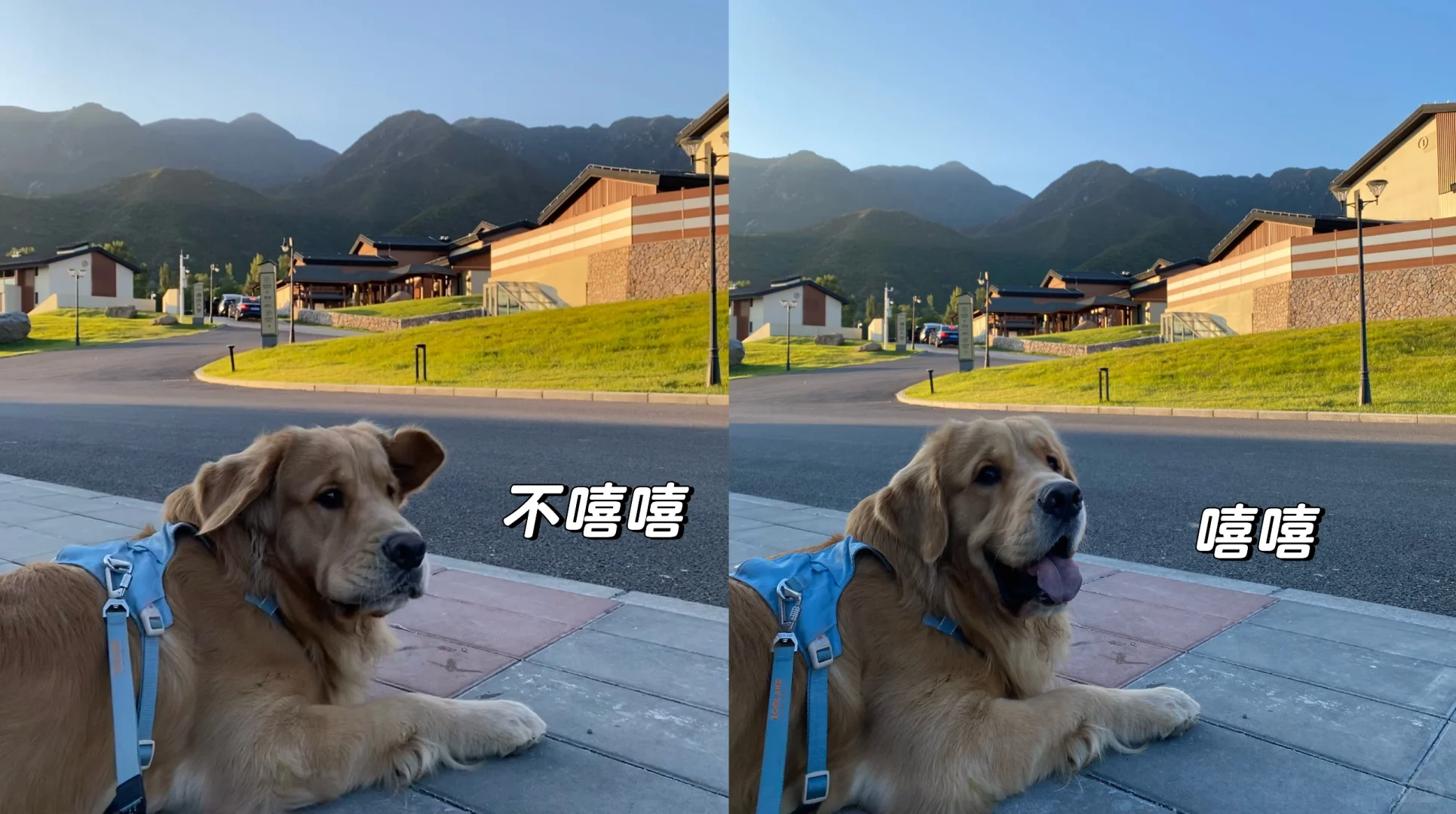想看看大家小狗的变脸瞬间