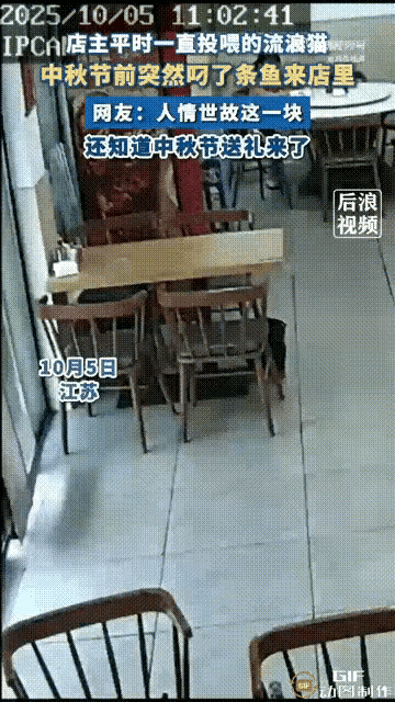 万物皆有灵！江苏，一位餐饮店店主经常投喂一只流浪小猫，没想到小猫一直记在心里，在