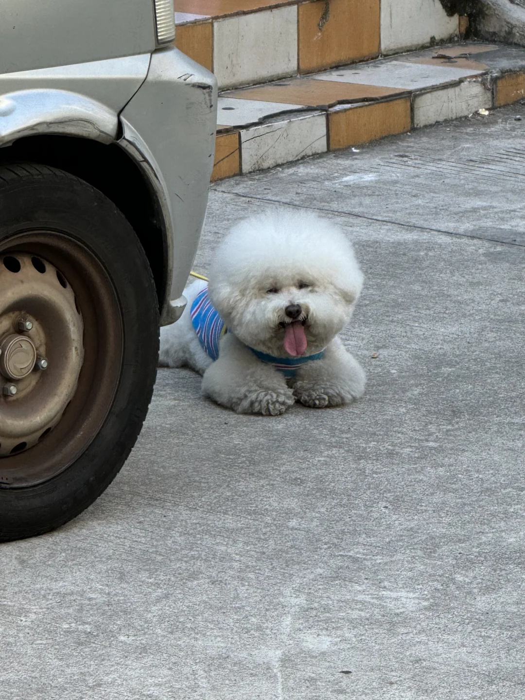 天呐！遇到一只流浪比熊🐶