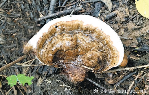 【#近危物种树舌灵芝现身北京丰台#】#北京丰台有23种蝴蝶#近危物种“树舌灵芝”