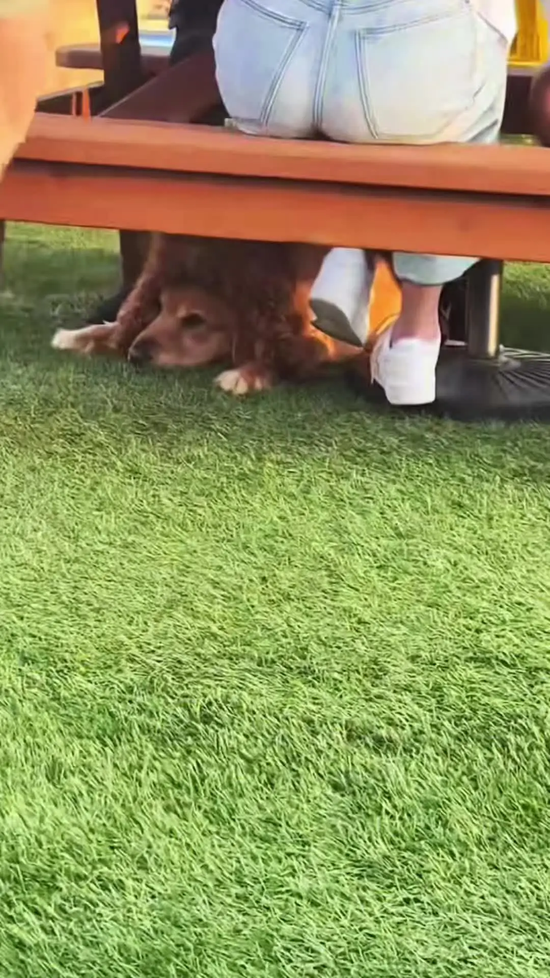 狗狗 萌宠 动物的迷惑行为