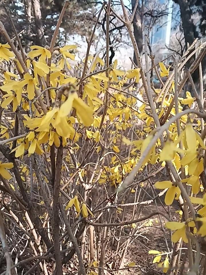 连翘
连翘区别于迎春花。
连翘是四片叶子，迎春花是五至六片叶子。