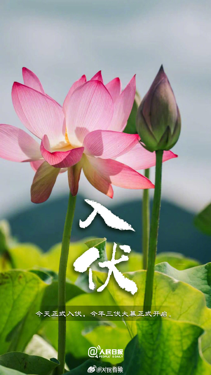开始养身今日入伏