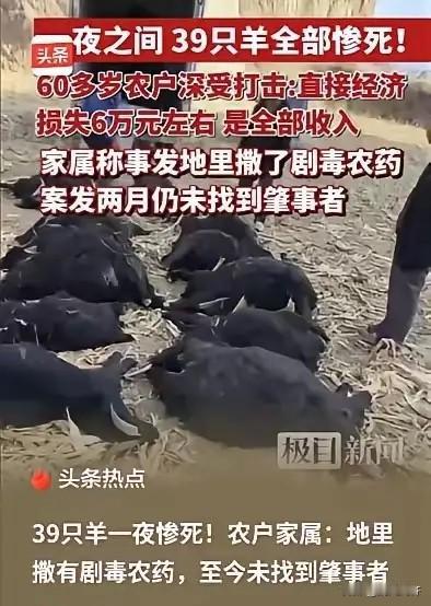 山西霍州这事太离谱！5月1日报道，一对老夫妻私自把 39 只羊赶到别人承包的玉米