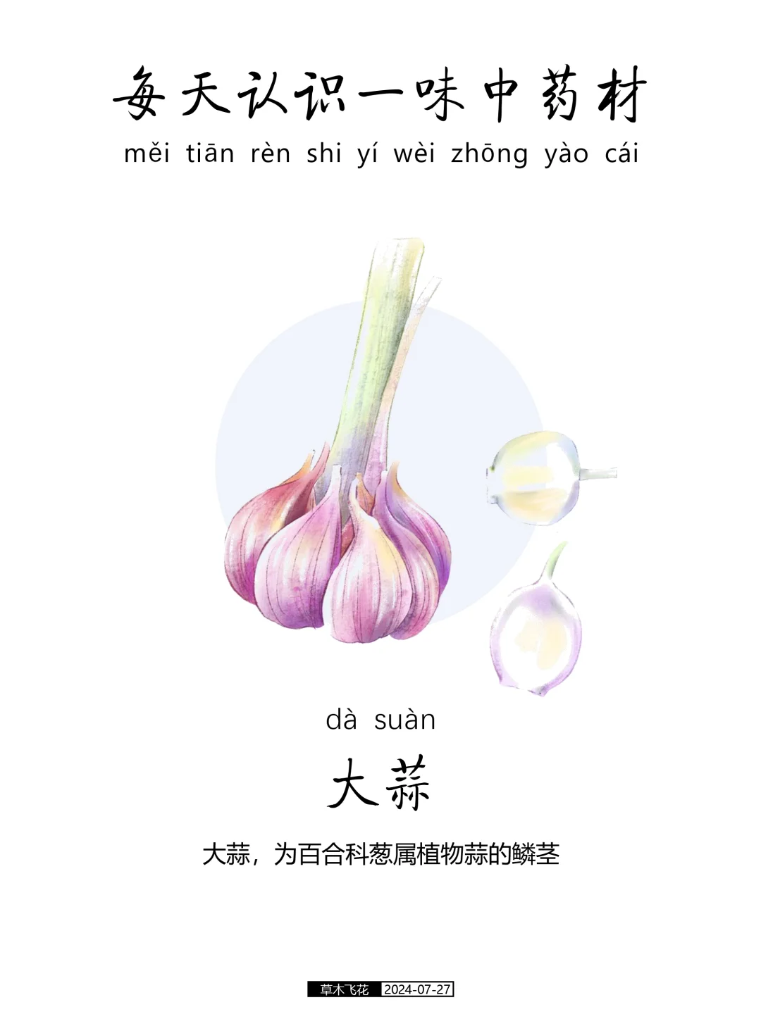 N0.431期 每天认识一味中草药-大蒜🧄