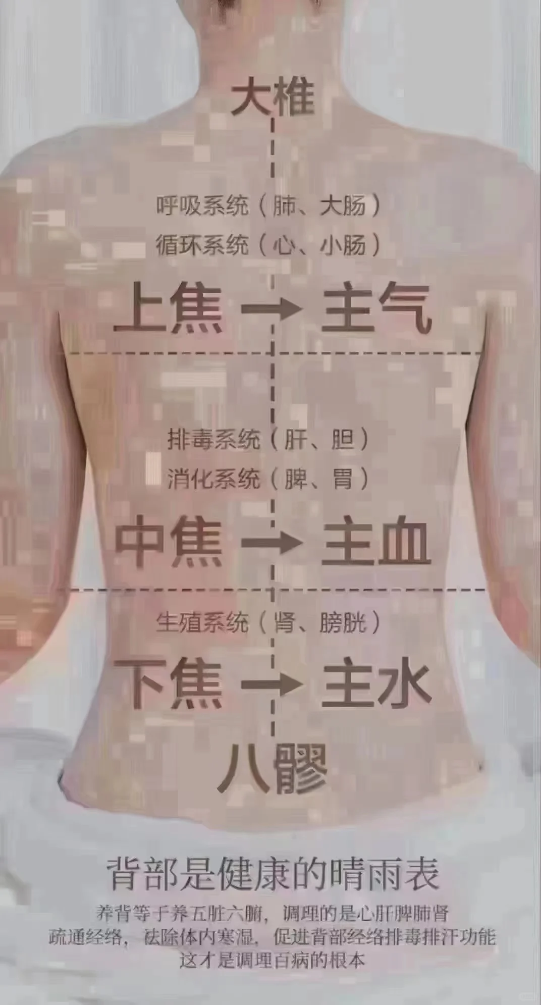 湿气在腰——会腰肌劳损湿气在背——会风寒