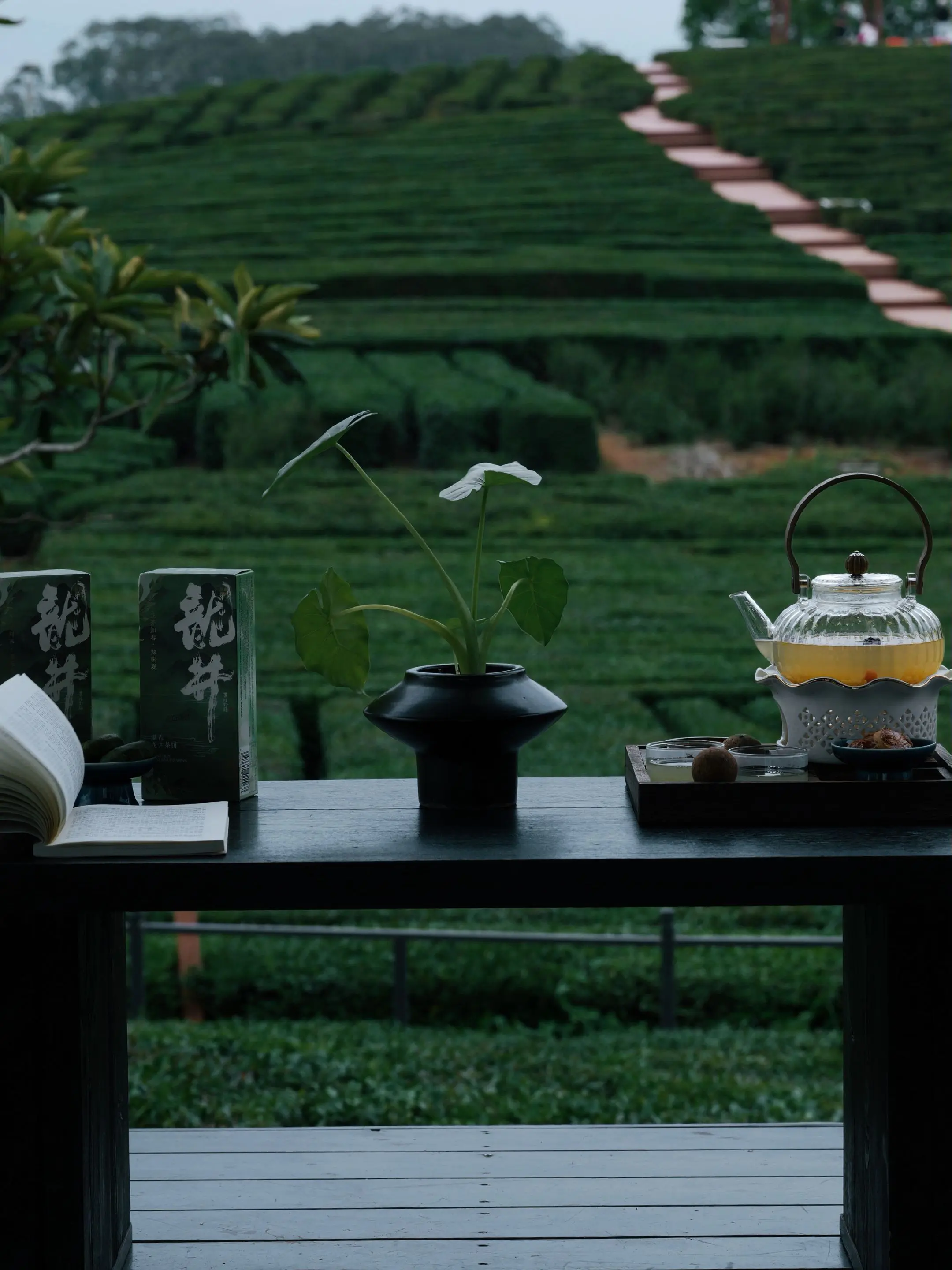 采春茶。罗浮山麓云雾绕，博罗逸山海却藏着一方原生茶园，茶芽凝山海灵气...