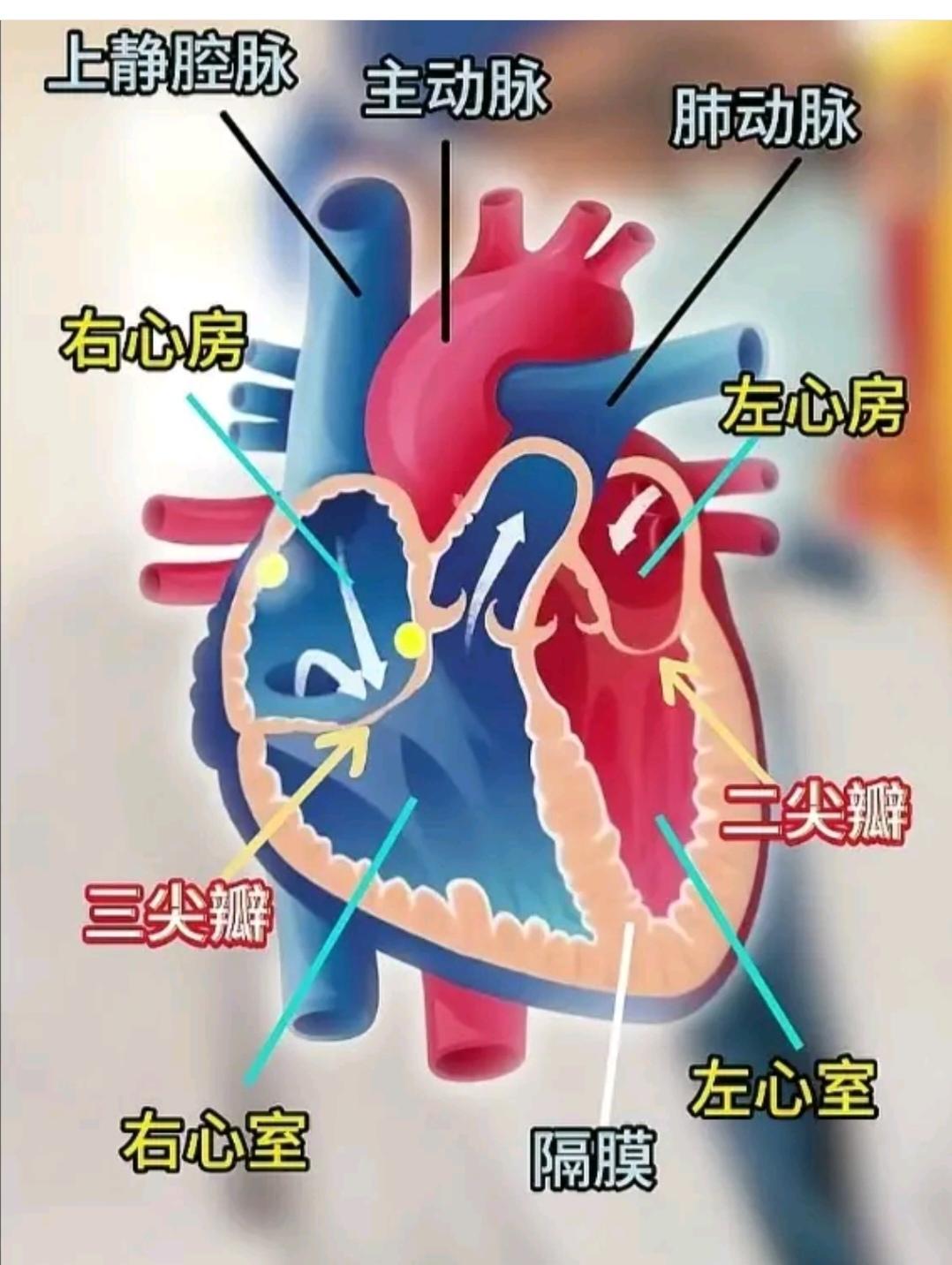 知识点滴积累
心脏结构内有隔膜是隔绝左心室；左心房与右心室；右心房之间的隔膜。