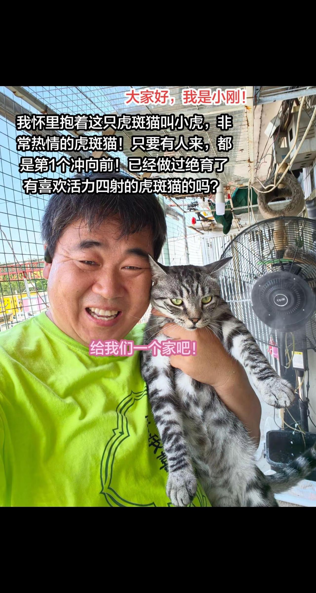 🐱谁能拒绝这只"社牛"虎斑啊！刚见面就往我怀里钻🐾 活泼到能拆家（bushi