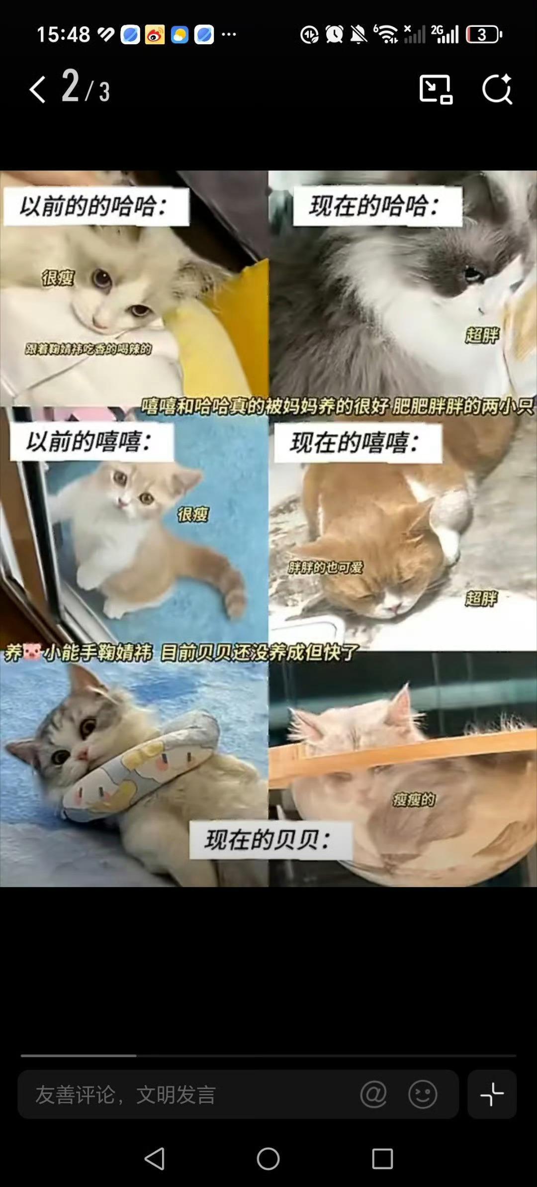 鞠婧祎的猫也有番位我们嘻嘻哈哈贝贝也上rs了