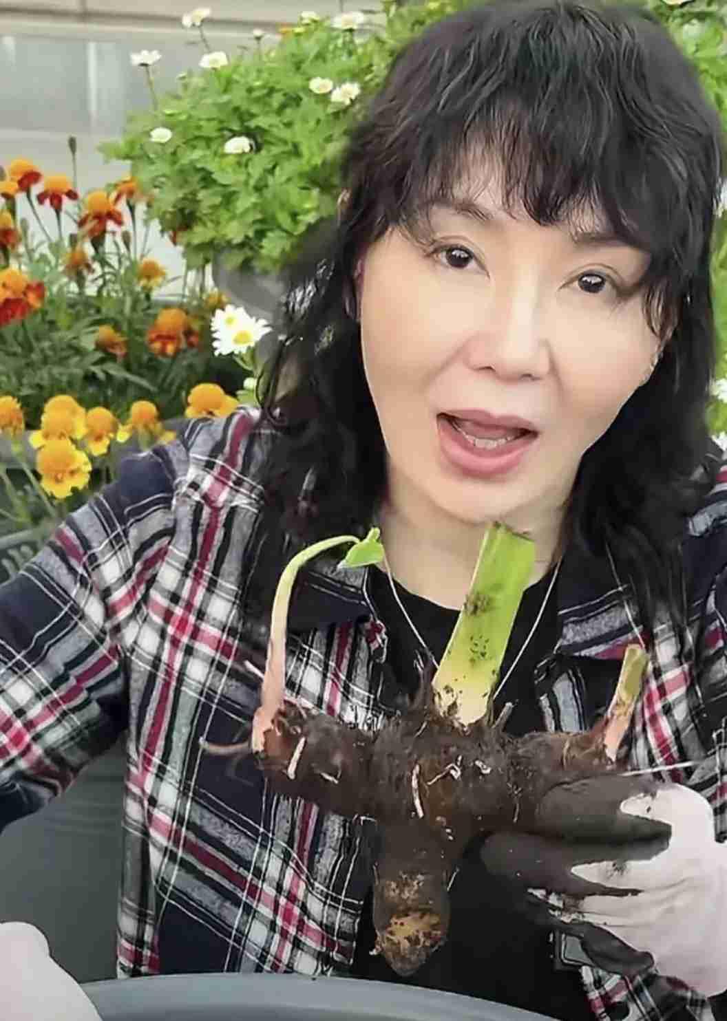 61岁影后张曼玉素颜出镜，自称“城市农夫”，沉浸式刨土收芋头，满脸都是收成的欢喜