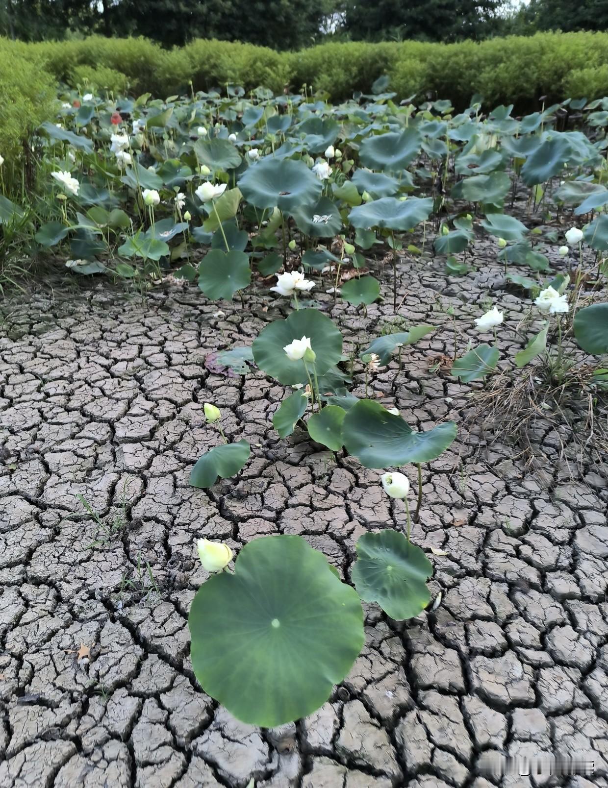 这莲花真有这么耐旱吗？都干成这样了还朝气蓬勃、魅力绽放！