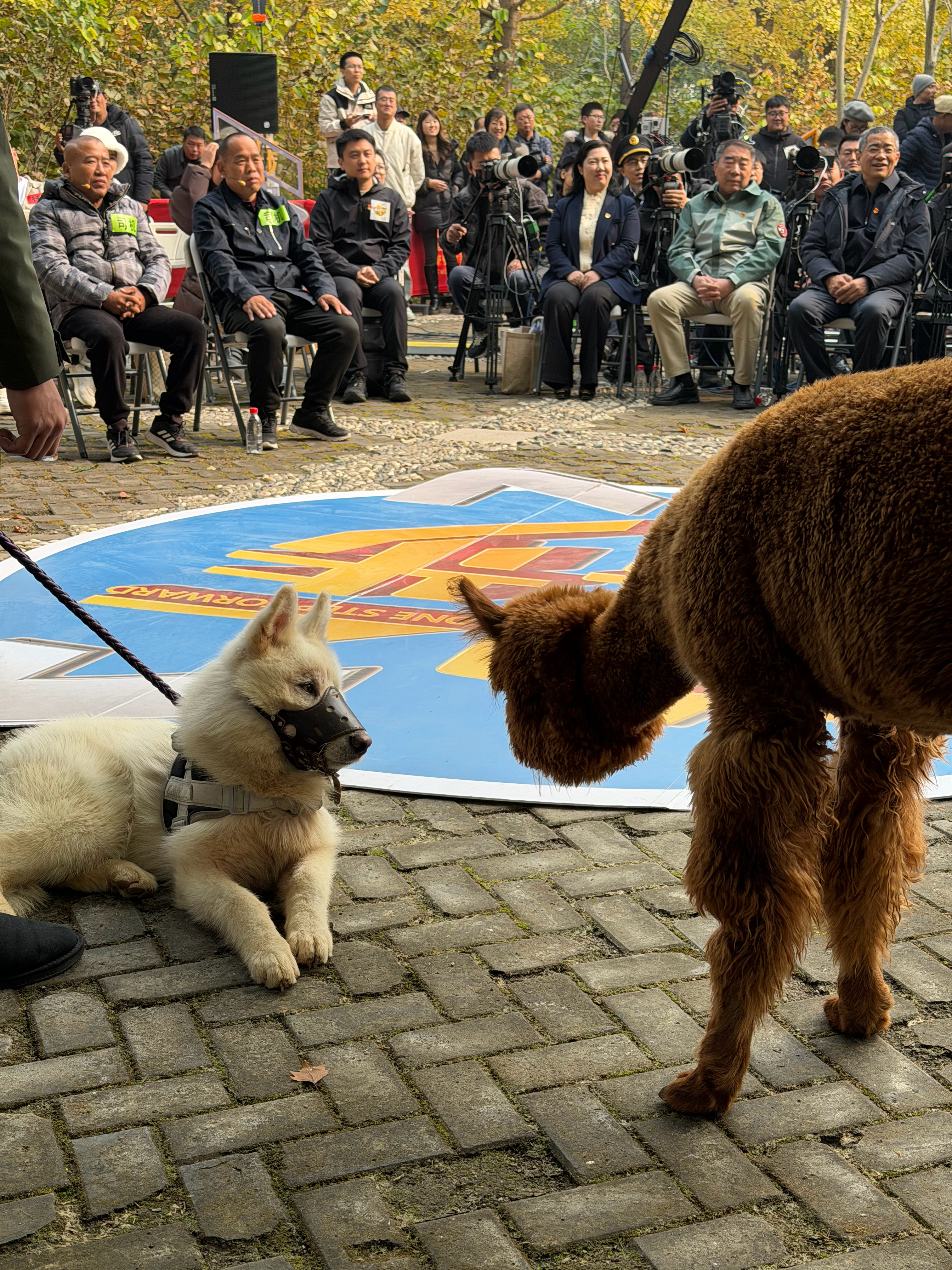 v评智库 “我本可以忍受黑暗，如果我不曾见过太阳”。——艾米莉·狄金森 ​​​