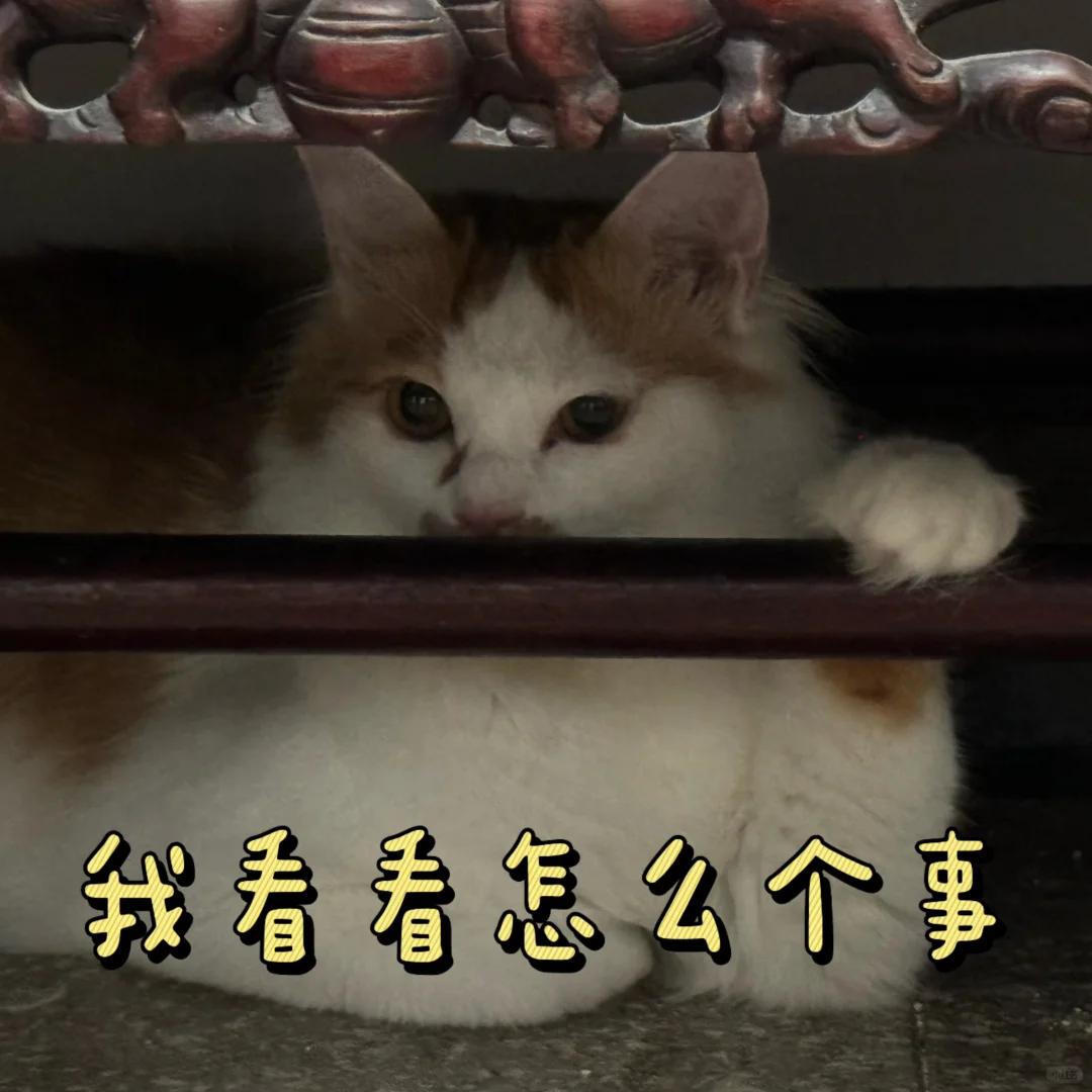 搞笑猫咪表情多