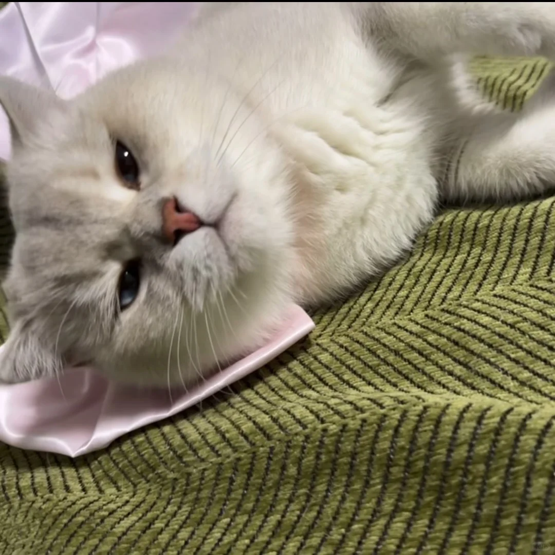 紫啧，今晚可以骗到你的糖果吗