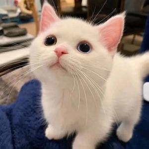 红梅果茶