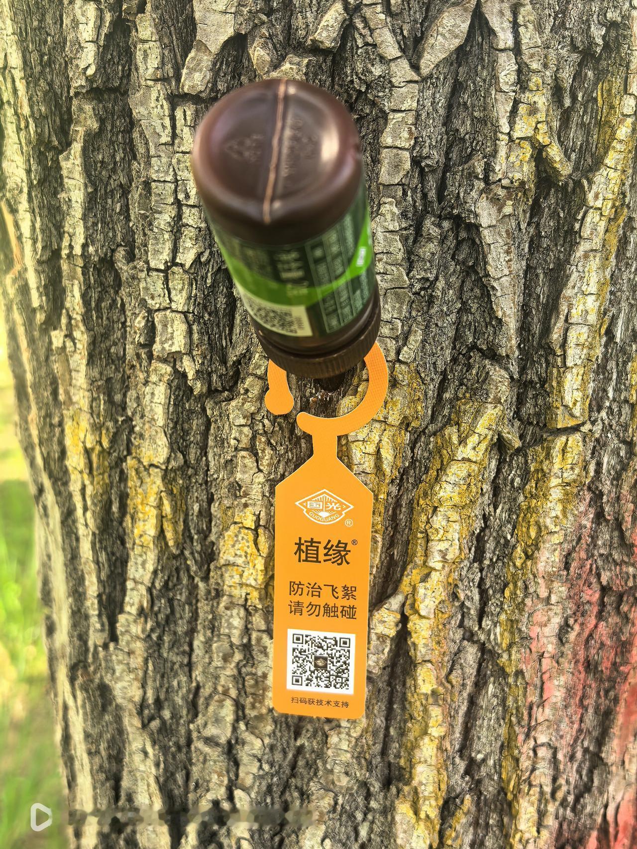 今天去双金公园，看到园林工人正在给柳树“输液”。工人们用手电钻沿树干自上而下斜着
