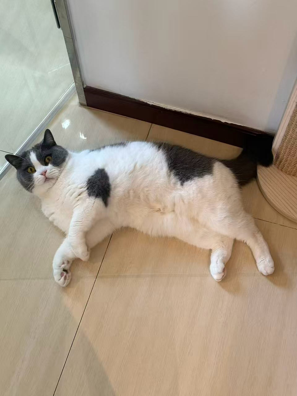 今晚开直播和大家一起看比赛，🐯🦷721931，一会见。