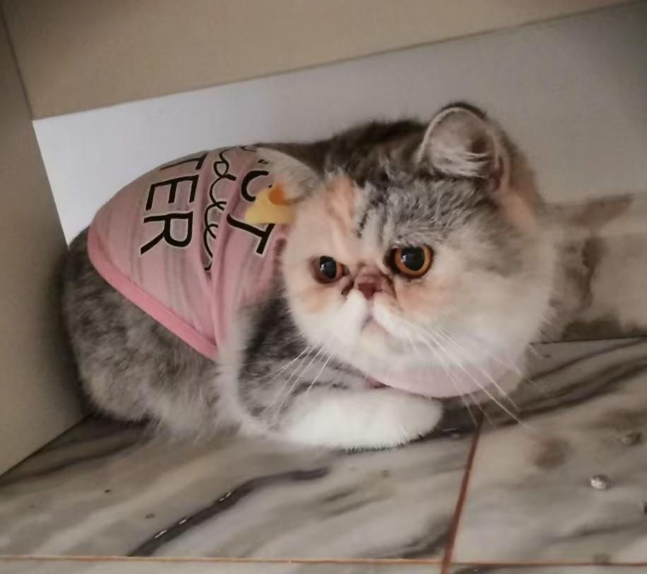 我有九只猫，八个妹妹。
几乎所有颜色的三花妹妹我家都有。
朋友来我家都惊讶我家妹