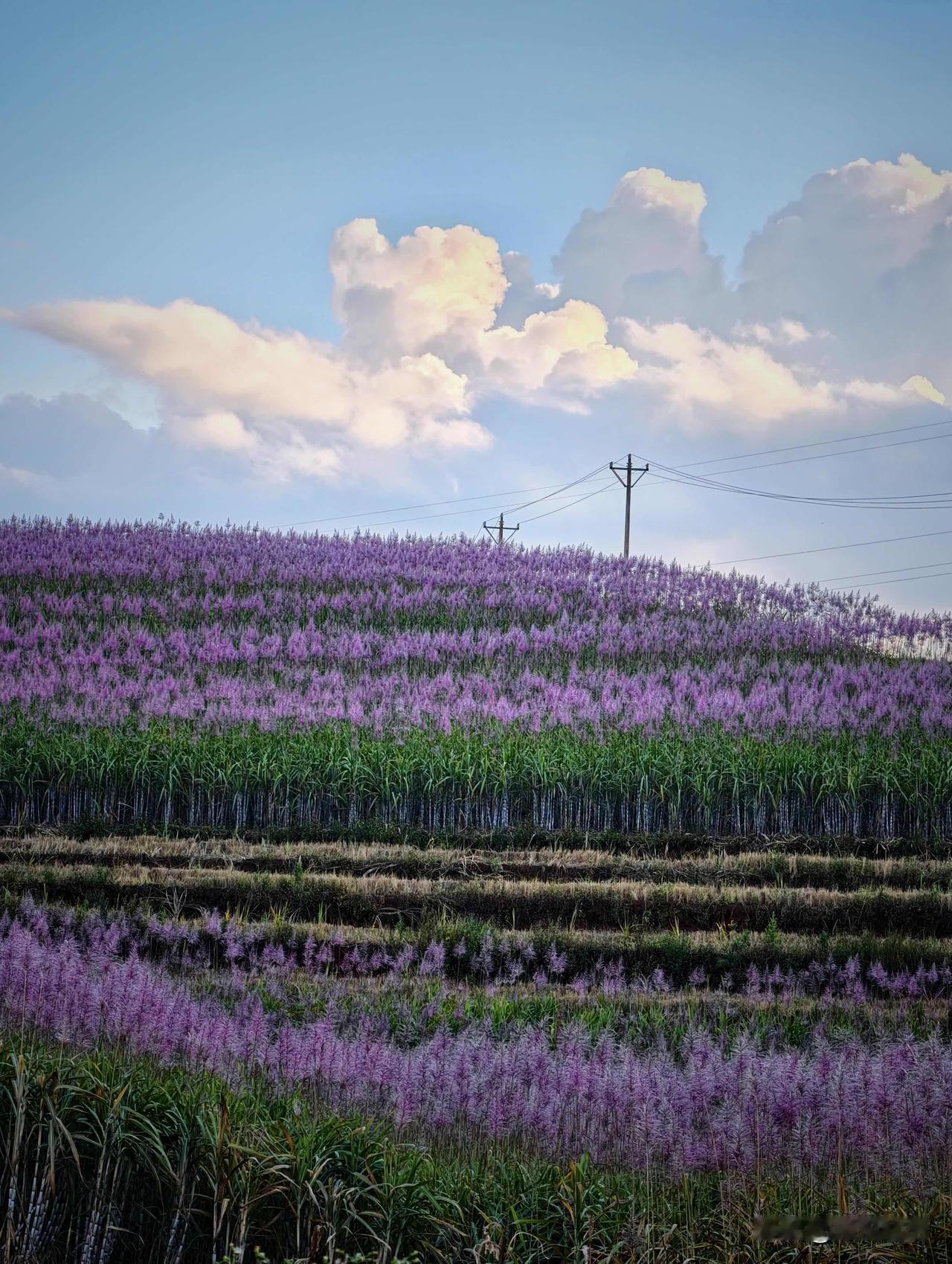 罕见！原来甘蔗会开花呀，还这么好看！
真的被山里的甘蔗花惊艳到了！
长这么大第一