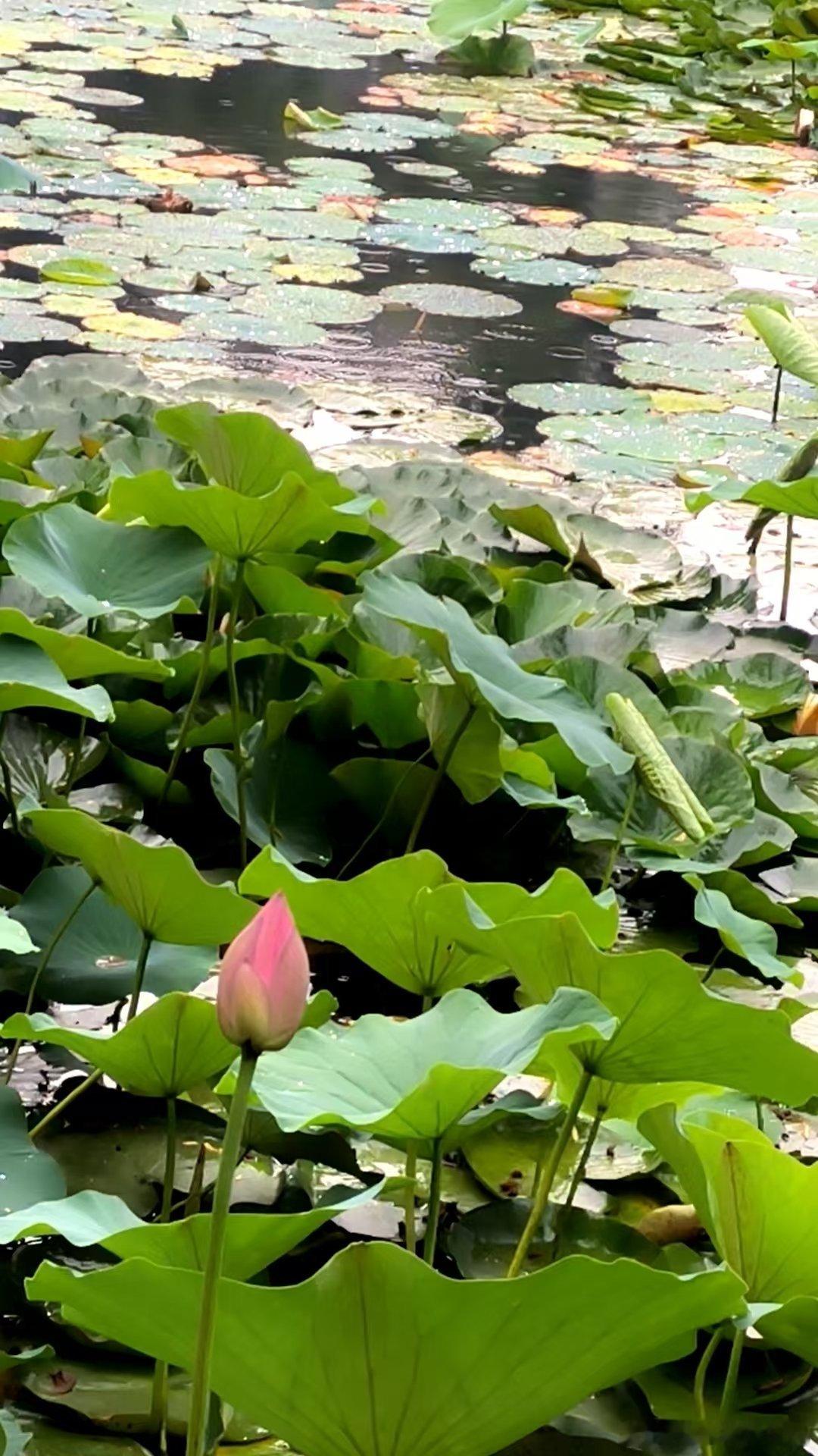 小荷才露尖尖角🌸 